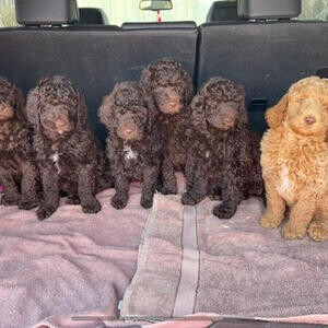 Labradoodle pups | PostAds PH