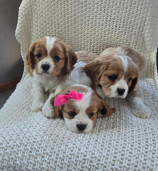 Cavalier puppies,