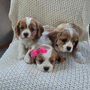 Cavalier puppies, | PostAds PH