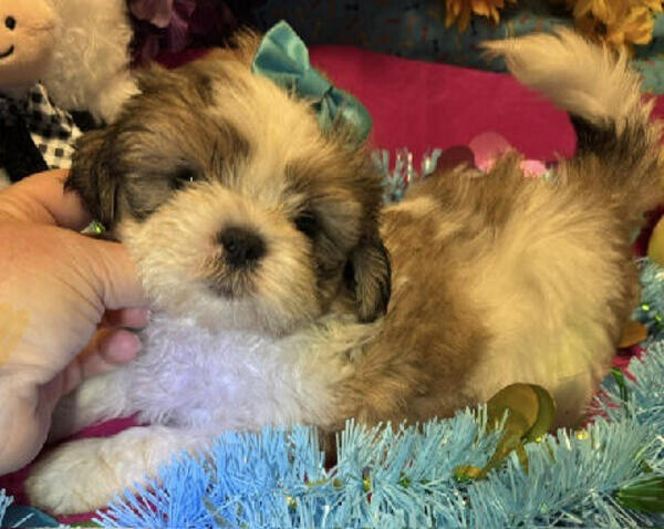 Shih-Poo Pups.