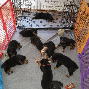 Rottweiler pups. | PostAds PH