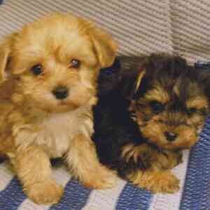 Yorkis Terrier Puppies | PostAds PH