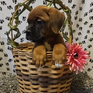 Boxer Puppies | PostAds PH