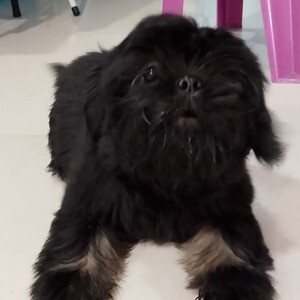 Shih Tzu for sale | PostAds PH