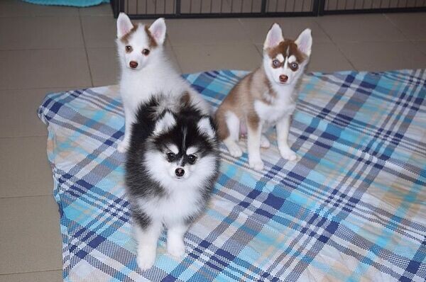Stunning Blue Eyed Pomsky Puppies For Sale