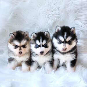Beautiful Blue Eyed Pomsky Puppies For Sale | PostAds PH