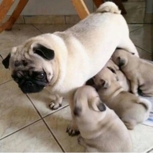 Stunning pug puppies | PostAds PH
