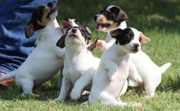 Jack Russell puppies for sale