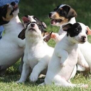 Jack Russell puppies for sale | PostAds PH