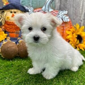 Full Pedigree Maltese puppies ready for their new homes | PostAds PH