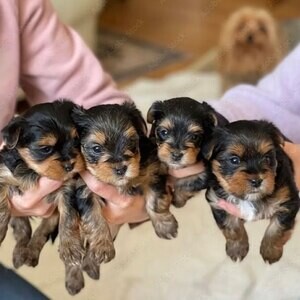 Yorkshire Terrier Puppies | PostAds PH