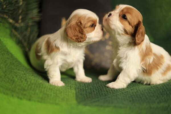 king Charles Puppies For Sale.