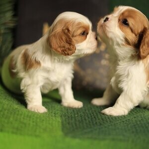 king Charles Puppies For Sale. | PostAds PH