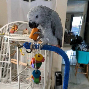 African grey parrots for sale | PostAds PH