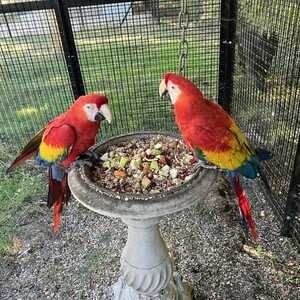 Scarlet Macaws available for sale | PostAds PH