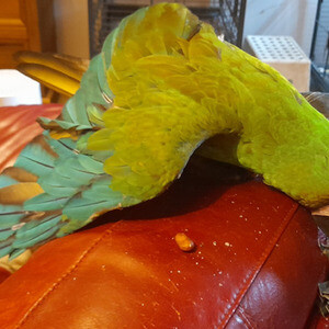 Military Macaw Parrots for sale | PostAds PH