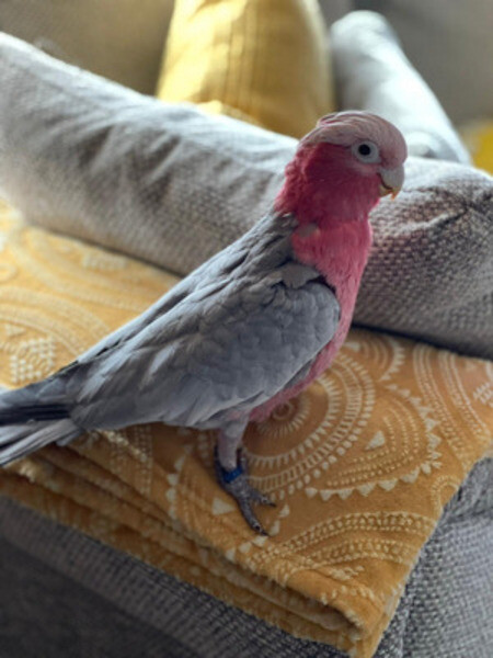 Galah cockatoo for sale parrots