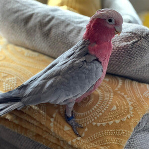 Galah cockatoo for sale parrots | PostAds PH