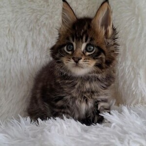 Maine coon kittens Ready | PostAds PH