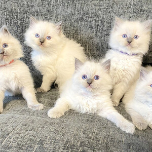 Ragdoll kittens are available | PostAds PH