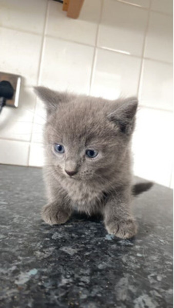 Russian Blue kittens