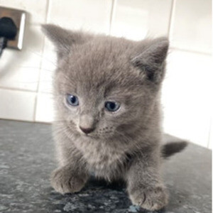 Russian Blue kittens | PostAds PH