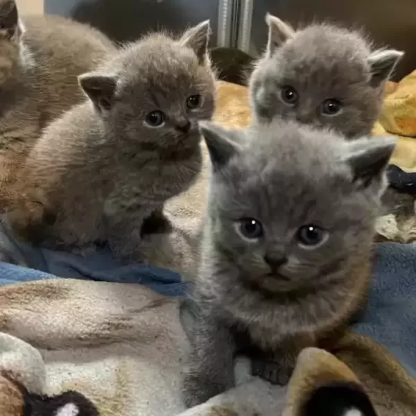 British Shorthair Kittens ready