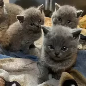 British Shorthair Kittens ready | PostAds PH