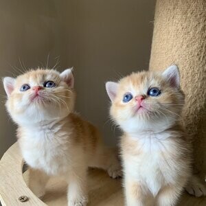 Golden British shorthair kittens | PostAds PH