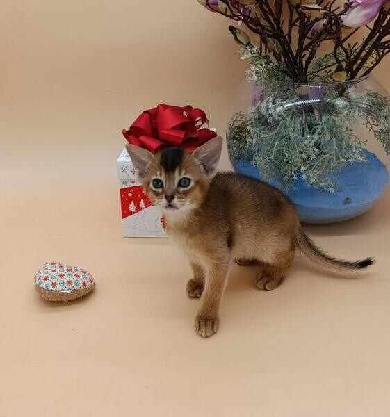 Stunning Tica Abyssinian Kittens