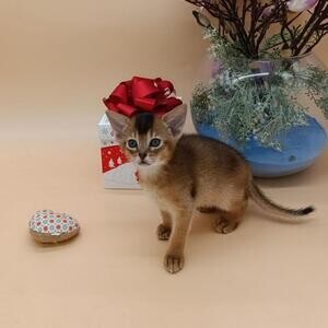 Stunning Tica Abyssinian Kittens | PostAds PH