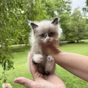 Gorgeous American Bobtail Kittens | PostAds PH