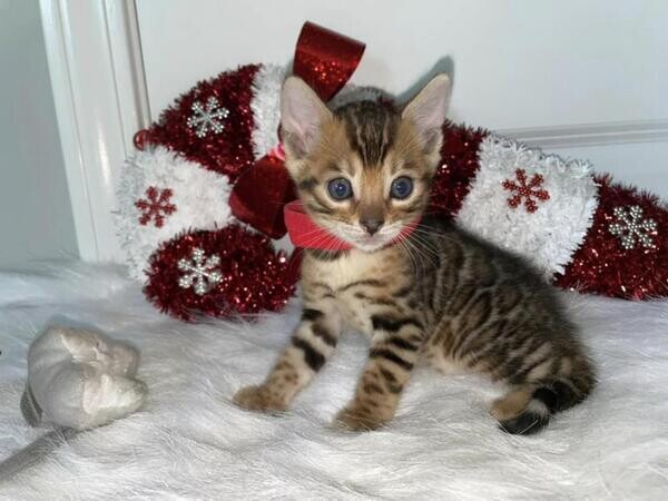 TICA Queen Bengal available