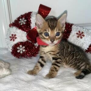 TICA Queen Bengal available | PostAds PH