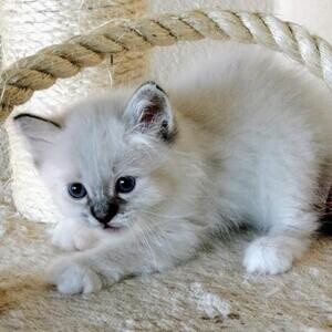 Birman kittens Ready | PostAds PH
