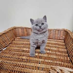 Gccf British Shorthair kittens | PostAds PH