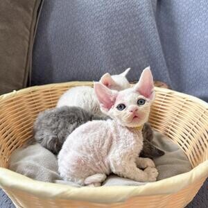 Devon rex kittens for sale | PostAds PH