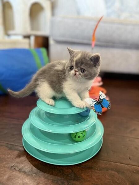 Beautiful Exotic kittens