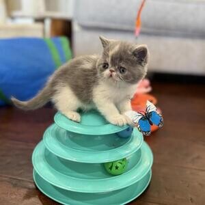 Beautiful Exotic kittens | PostAds PH
