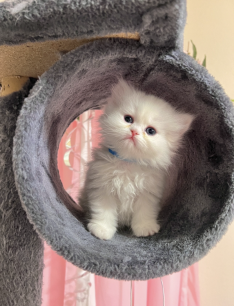 Persian kittens For Sale