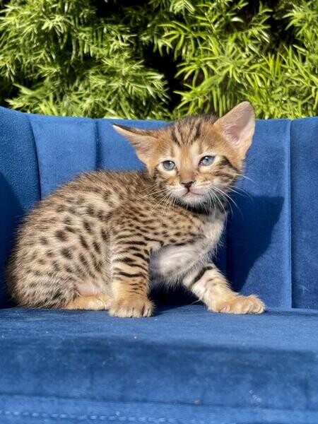 TICA Reg F3 Savannah Kittens