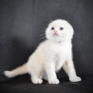 Scottish Fold Kittens | PostAds PH