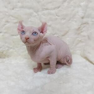 Beautiful Sphynx for sale | PostAds PH