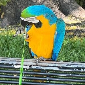 Pair Blue & Gold Macaw Parrot | PostAds PH