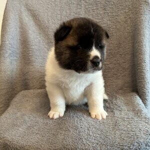 Akita puppies | PostAds PH