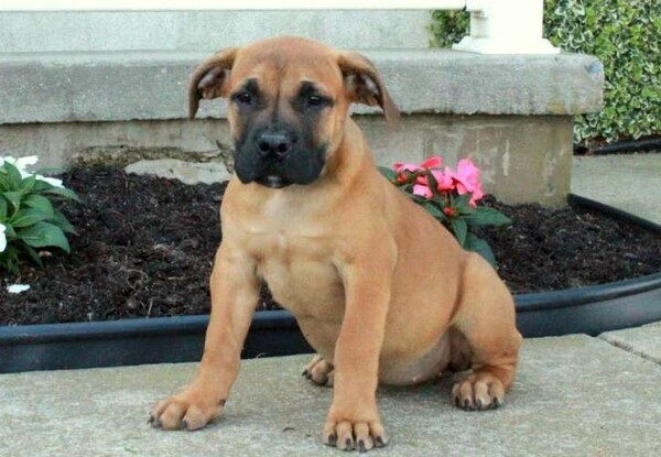 Incredible Boerboel puppies