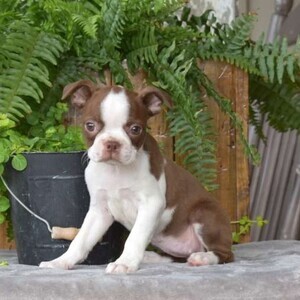 Boston Terrier puppies | PostAds PH