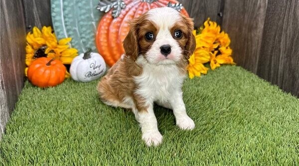Cavalier King Charles Spaniel Pups