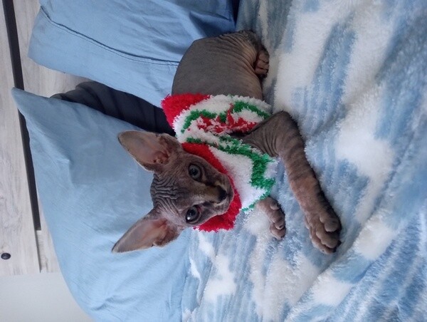 Meet Chico