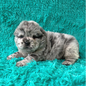 Chow chow puppies ready | PostAds PH